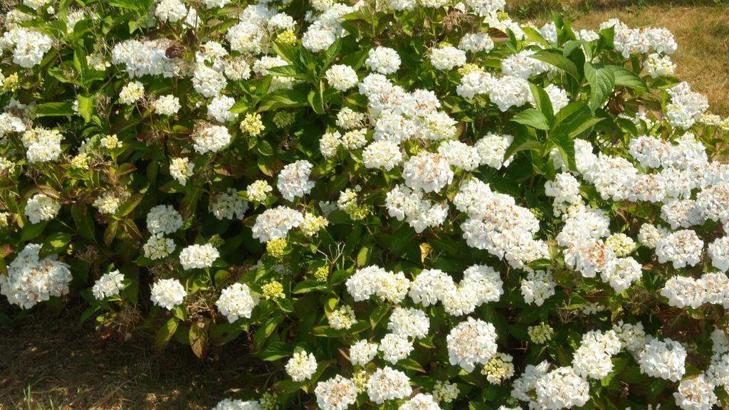 Sarl Verrerie Royale Val-Couesnon Bagian luar foto